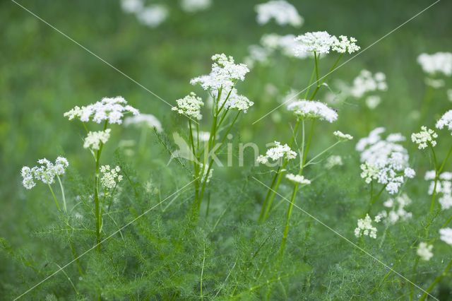 Baldmoney (Meum athamanticum)