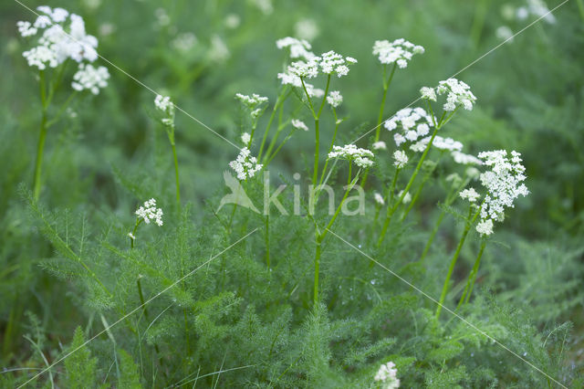 Bergvenkel (Meum athamanticum)