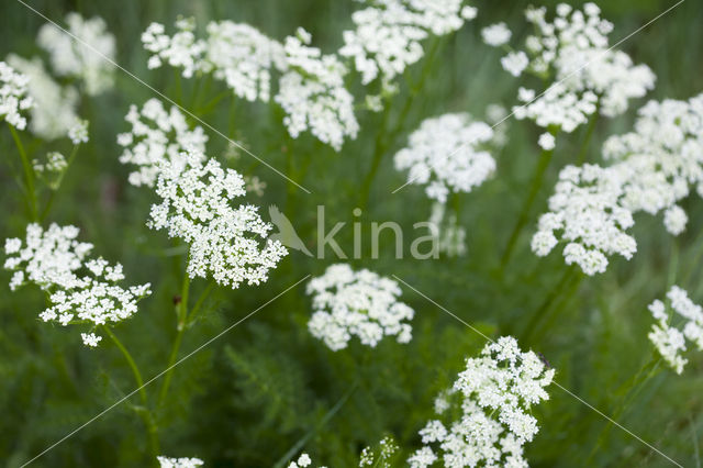 Bergvenkel (Meum athamanticum)