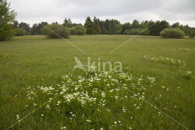 Bergvenkel (Meum athamanticum)