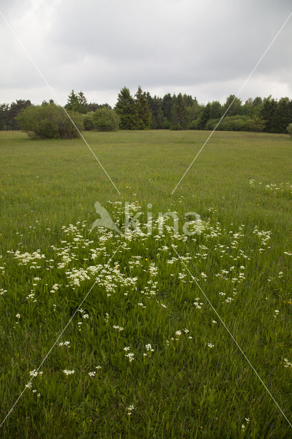 Bergvenkel (Meum athamanticum)