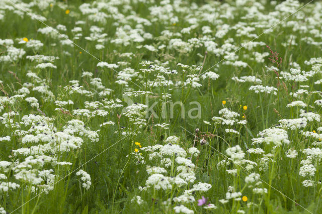 Bergvenkel (Meum athamanticum)