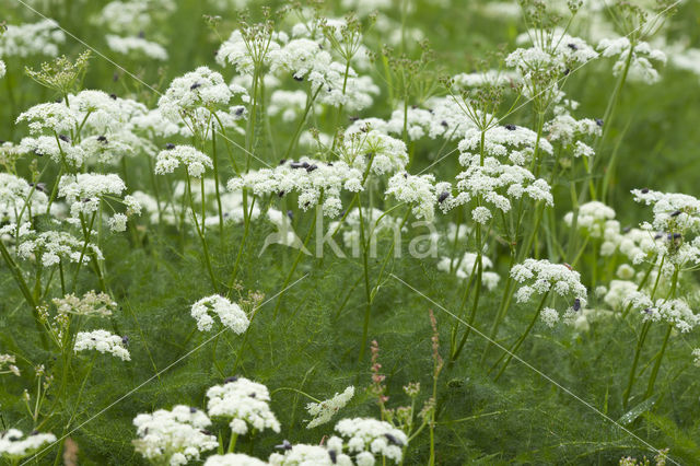 Bergvenkel (Meum athamanticum)