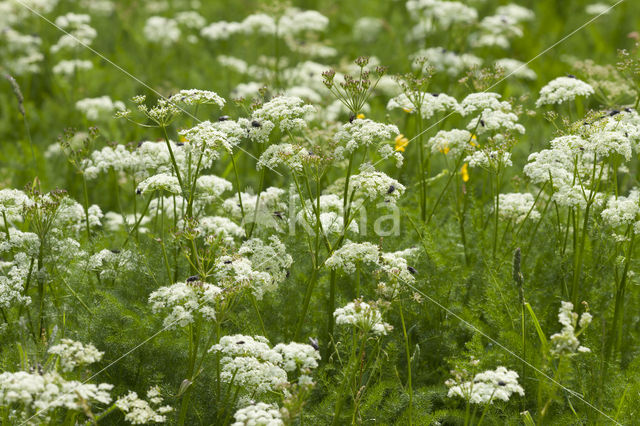 Bergvenkel (Meum athamanticum)