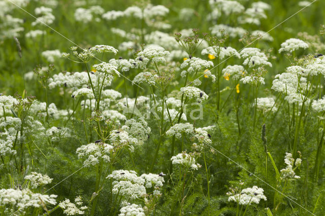 Bergvenkel (Meum athamanticum)