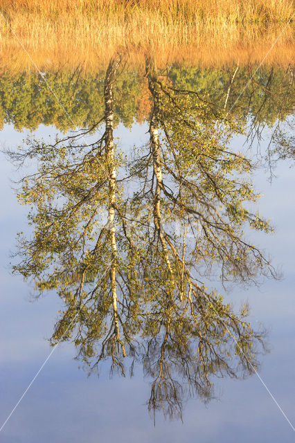 Berk (Betula)