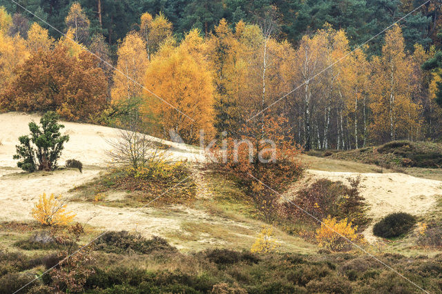 Berk (Betula)