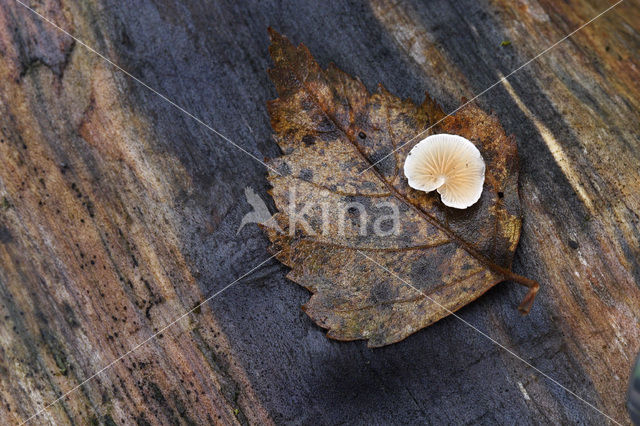 Berk (Betula)