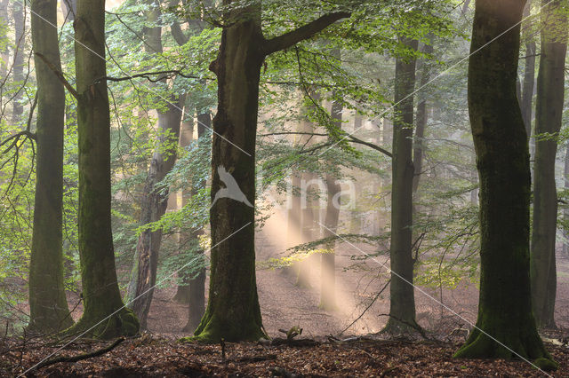 Beech (Fagus spec.)