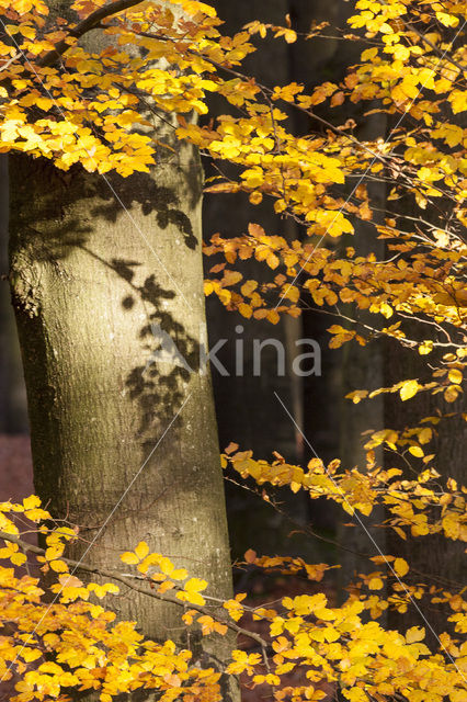 Beech (Fagus spec.)