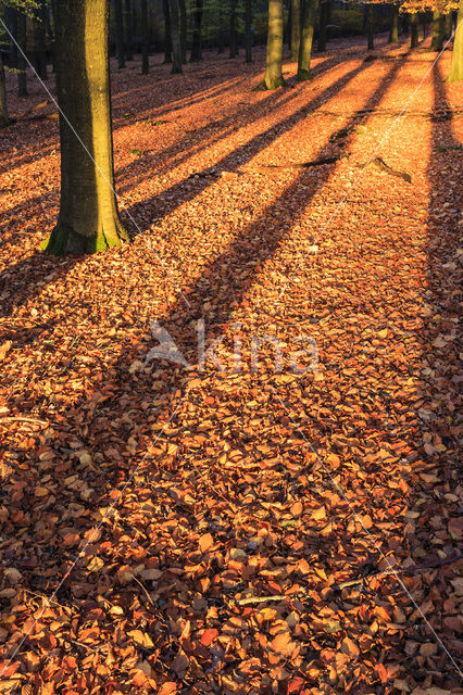 Beuk (Fagus spec.)