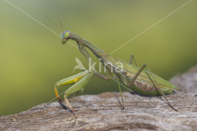 Bidsprinkhaan sp. (Mantis sp.)