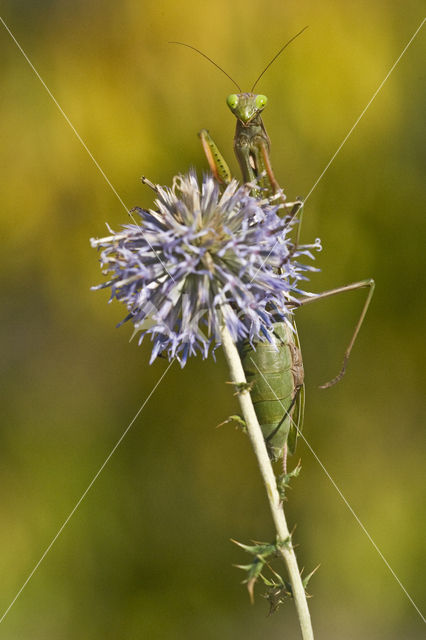 Bidsprinkhaan sp. (Mantis sp.)