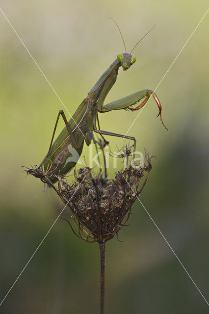 Bidsprinkhaan sp. (Mantis sp.)