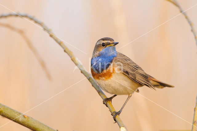 Blauwborst (Luscinia svecica)