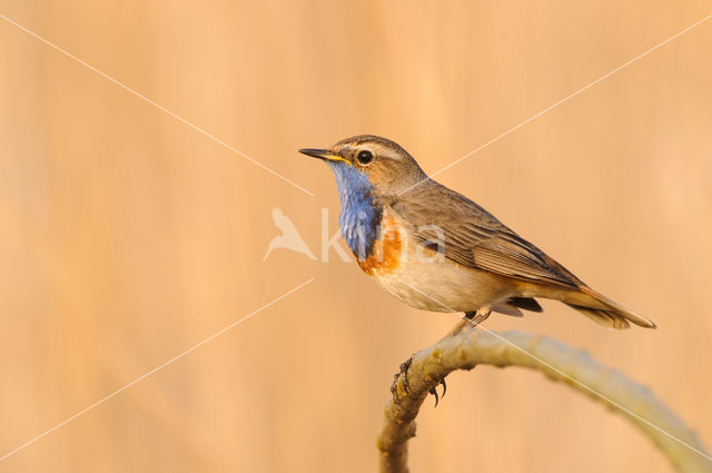 Blauwborst (Luscinia svecica)