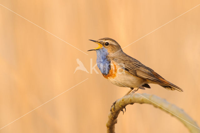 Bluethroat (Luscinia svecica)