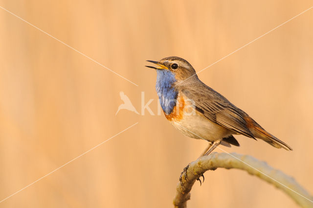 Blauwborst (Luscinia svecica)