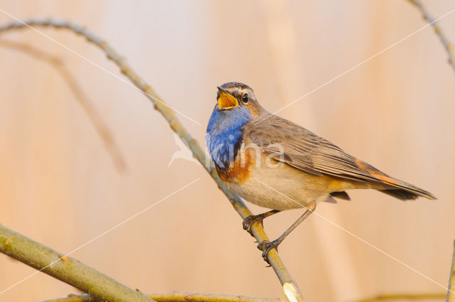 Blauwborst (Luscinia svecica)