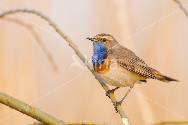 Blauwborst (Luscinia svecica)