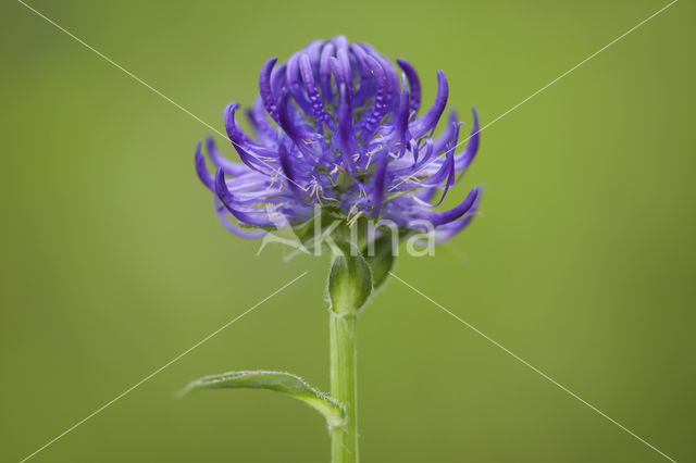 Bolrapunzel (Phyteuma orbiculare)