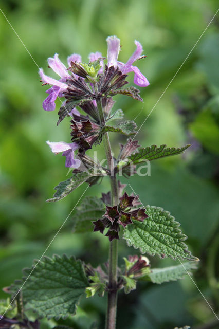 Borstelkrans (Clinopodium vulgare)