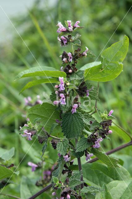 Borstelkrans (Clinopodium vulgare)