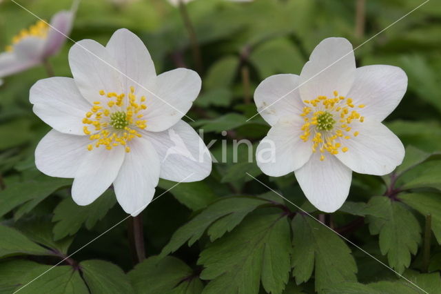 Bosanemoon (Anemone nemorosa)