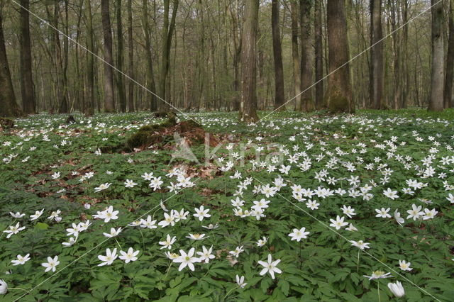 Bosanemoon (Anemone nemorosa)