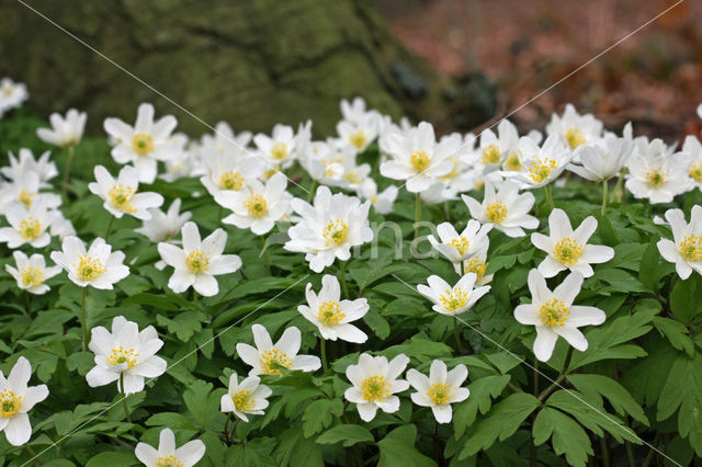 Bosanemoon (Anemone nemorosa)