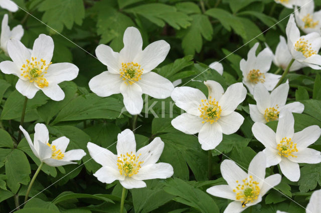 Bosanemoon (Anemone nemorosa)