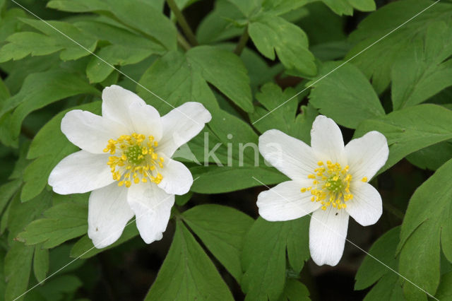 Bosanemoon (Anemone nemorosa)