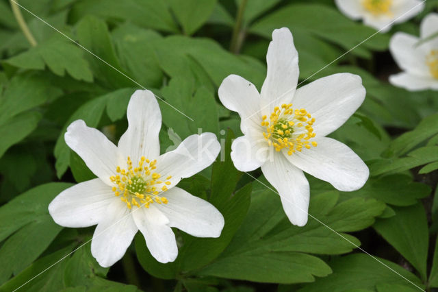 Bosanemoon (Anemone nemorosa)