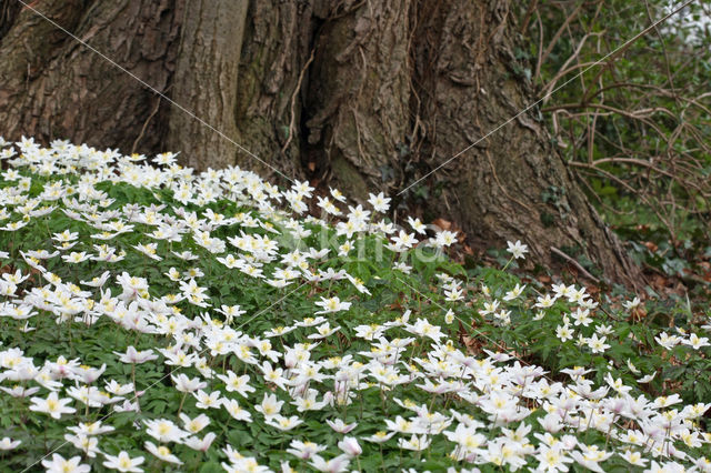 Bosanemoon (Anemone nemorosa)