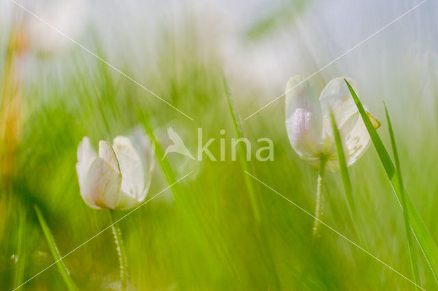 Bosanemoon (Anemone nemorosa)