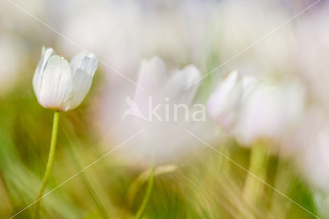 Bosanemoon (Anemone nemorosa)