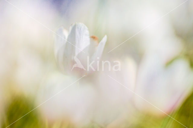 Bosanemoon (Anemone nemorosa)