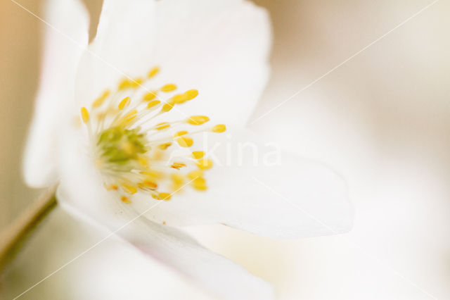 Bosanemoon (Anemone nemorosa)