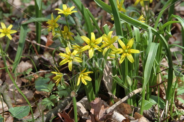 Bosgeelster (Gagea lutea)