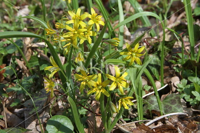 Bosgeelster (Gagea lutea)