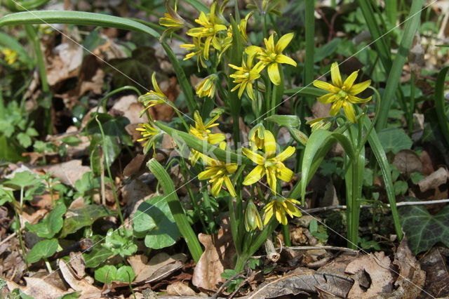 Bosgeelster (Gagea lutea)