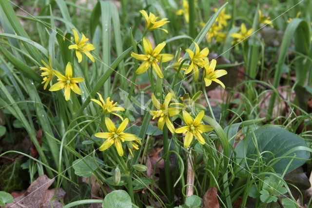 Bosgeelster (Gagea lutea)