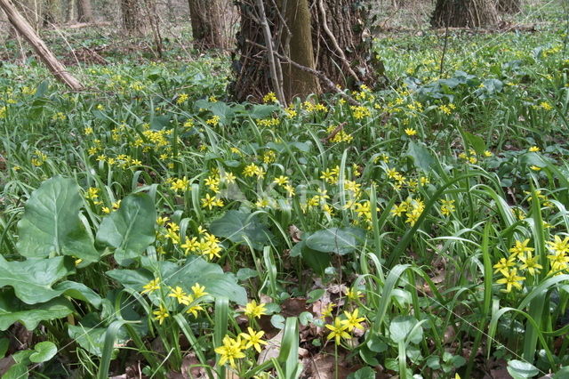 Bosgeelster (Gagea lutea)