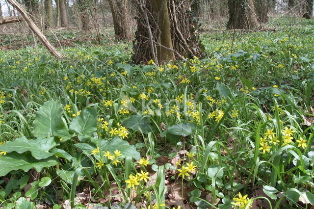 Bosgeelster (Gagea lutea)