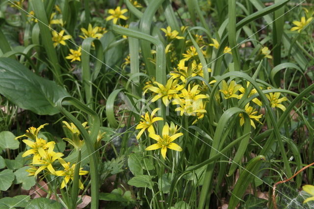 Bosgeelster (Gagea lutea)