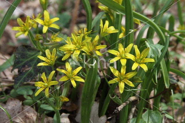 Bosgeelster (Gagea lutea)