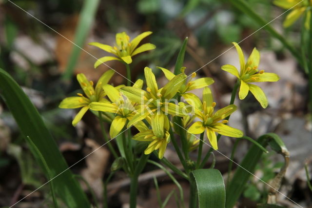 Bosgeelster (Gagea lutea)