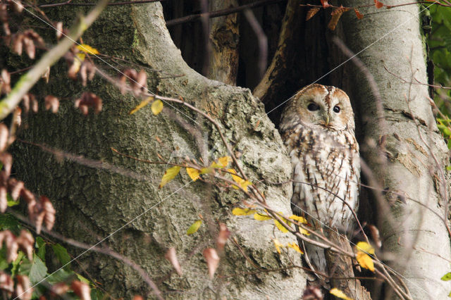 Bosuil (Strix aluco)