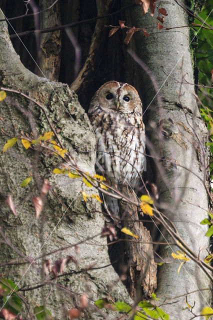 Bosuil (Strix aluco)