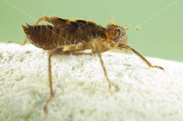 Bronslibel (Oxygastra curtisii)